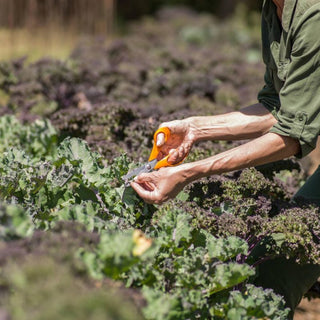 fine tip curved scissors